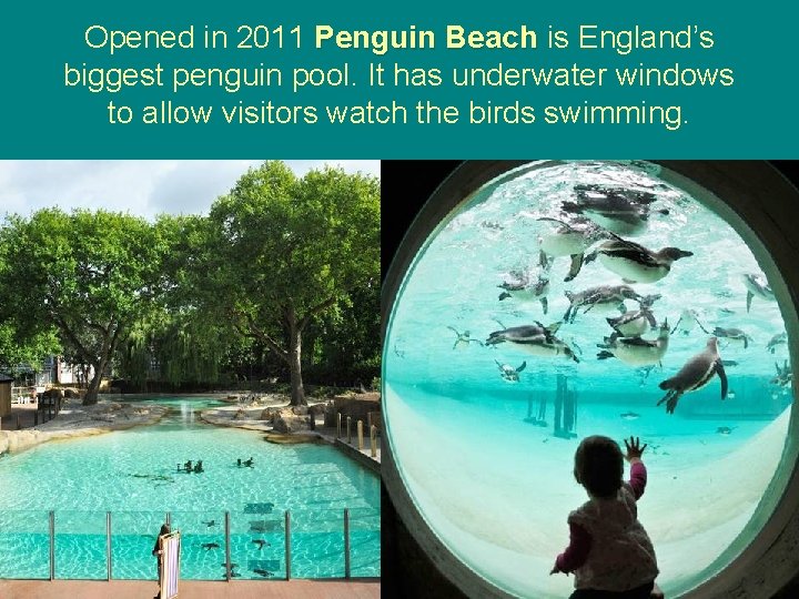 Opened in 2011 Penguin Beach is England’s biggest penguin pool. It has underwater windows Opened in 2011 Penguin Beach is England’s biggest penguin pool. It has underwater windows