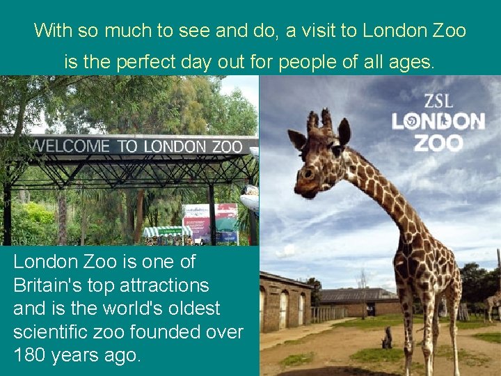 With so much to see and do, a visit to London Zoo is the With so much to see and do, a visit to London Zoo is the