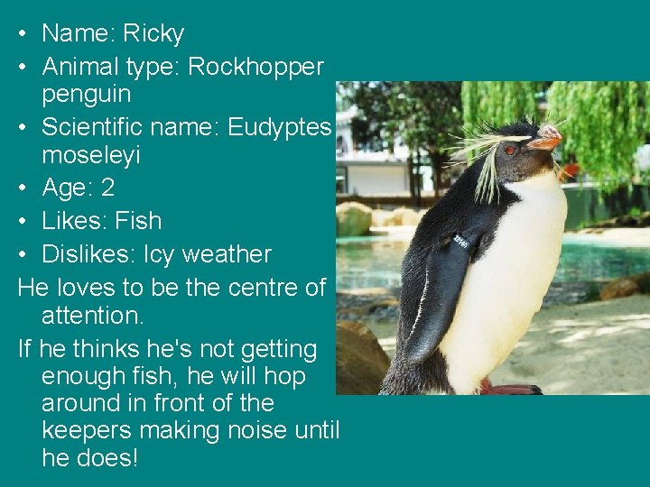 • Name: Ricky • Animal type: Rockhopper penguin • Scientific name: Eudyptes moseleyi • Name: Ricky • Animal type: Rockhopper penguin • Scientific name: Eudyptes moseleyi