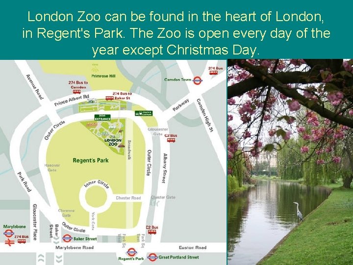 London Zoo can be found in the heart of London, in Regent's Park. The London Zoo can be found in the heart of London, in Regent's Park. The
