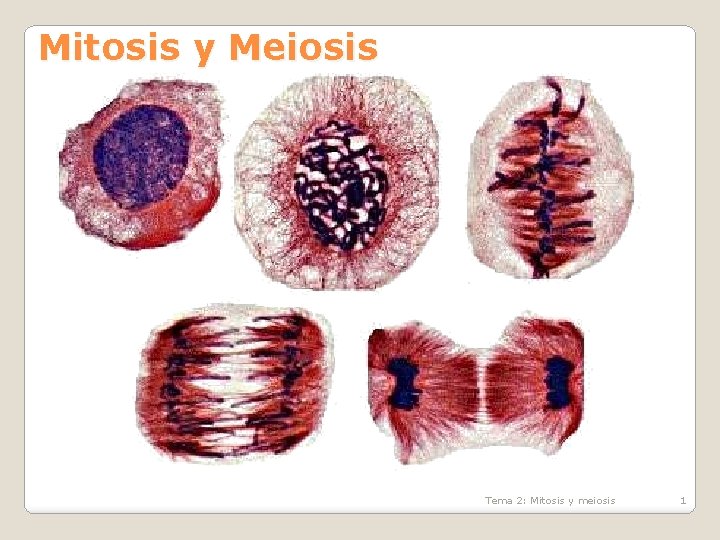 Mitosis y Meiosis Tema 2: Mitosis y meiosis 1 