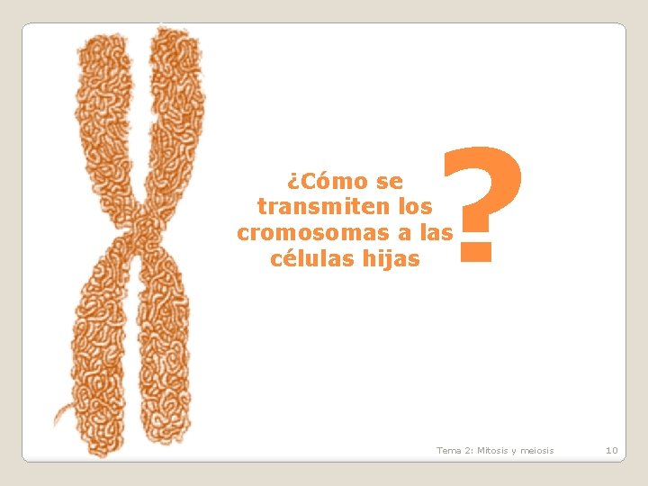 ? ¿Cómo se transmiten los cromosomas a las células hijas Tema 2: Mitosis y