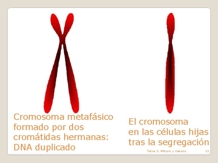 Cromosoma metafásico formado por dos cromátidas hermanas: DNA duplicado El cromosoma en las células