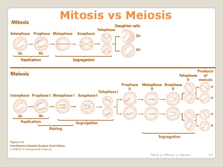 Mitosis vs Meiosis Tema 2: Mitosis y meiosis 15 