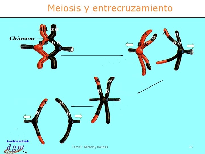 Meiosis y entrecruzamiento Dr. Antonio Barbadilla Tema 2: Mitosis y meiosis 16 16 