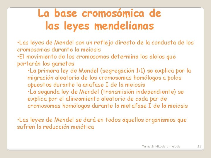 La base cromosómica de las leyes mendelianas • Las leyes de Mendel son un