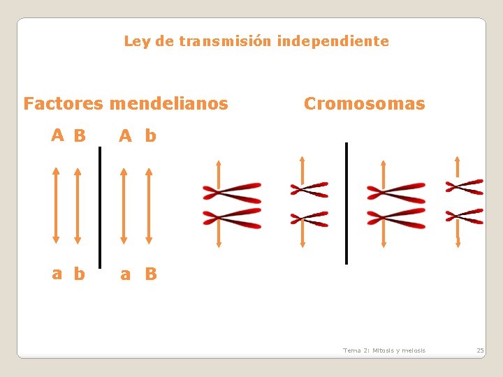 Ley de transmisión independiente Factores mendelianos A B A b a B Cromosomas Tema