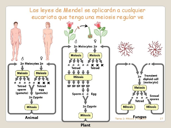 Las leyes de Mendel se aplicarán a cualquier eucariota que tenga una meiosis regular