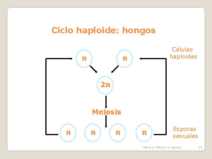 Ciclo haploide: hongos n Células haploides n 2 n Meiosis n n Esporas sexuales