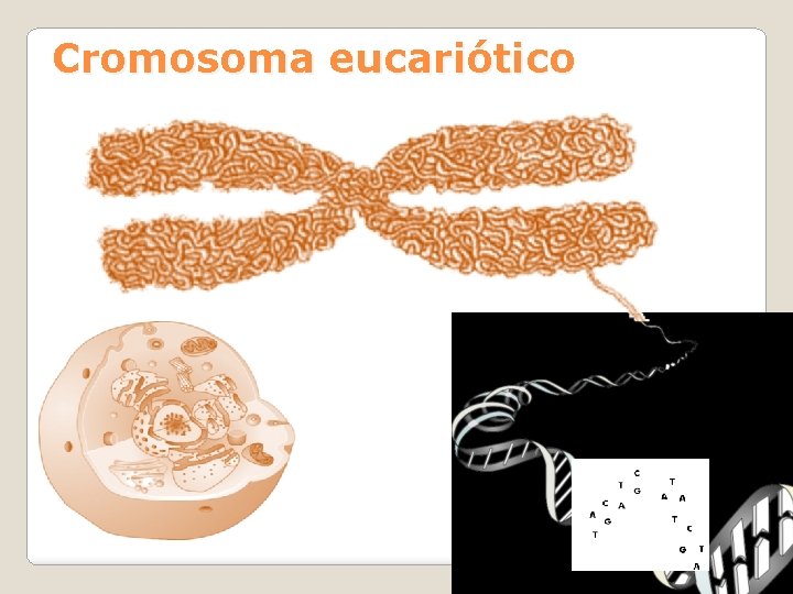 Cromosoma eucariótico Tema 2: Mitosis y meiosis 3 