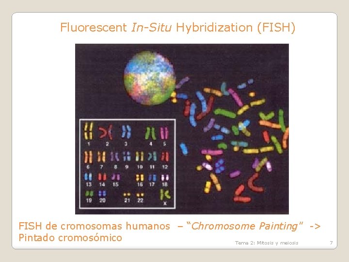 Fluorescent In-Situ Hybridization (FISH) FISH de cromosomas humanos – “Chromosome Painting" -> Pintado cromosómico