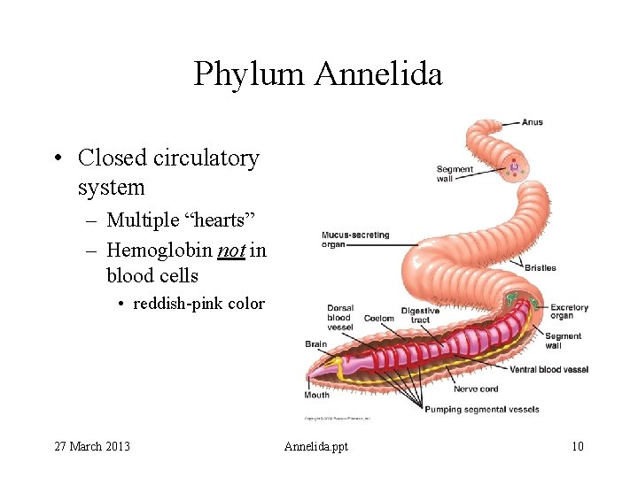 Phylum Annelida • Closed circulatory system – Multiple “hearts” – Hemoglobin not in blood