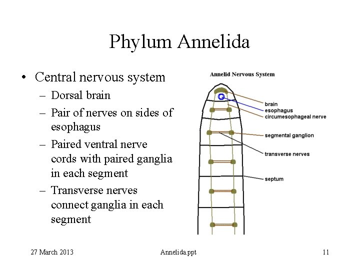 Phylum Annelida • Central nervous system – Dorsal brain – Pair of nerves on