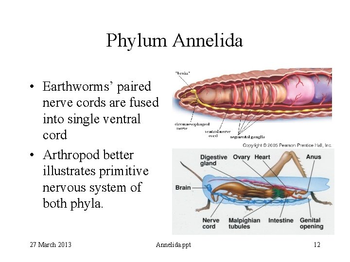 Phylum Annelida • Earthworms’ paired nerve cords are fused into single ventral cord •