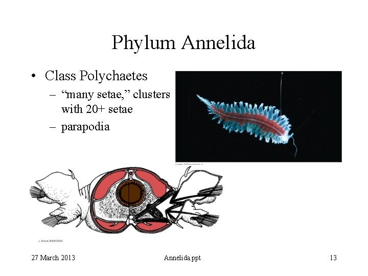 Phylum Annelida • Class Polychaetes – “many setae, ” clusters with 20+ setae –