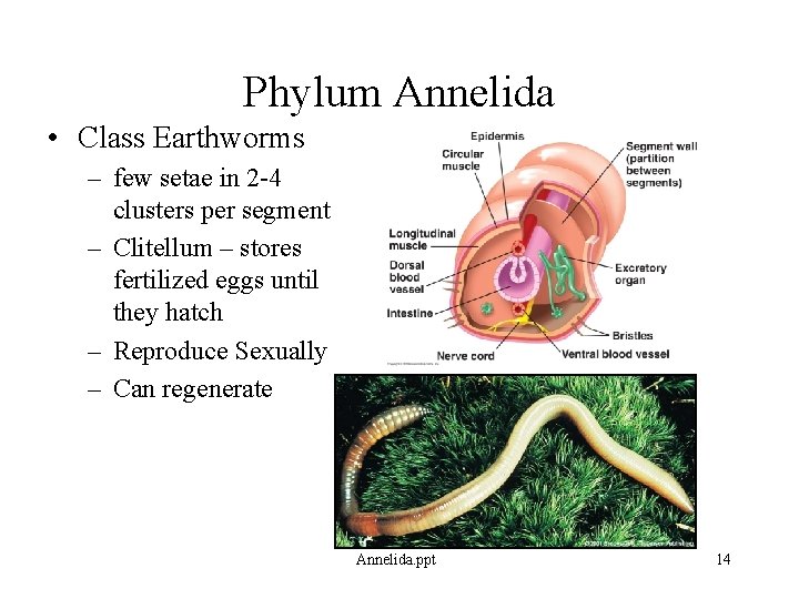 Phylum Annelida • Class Earthworms – few setae in 2 -4 clusters per segment