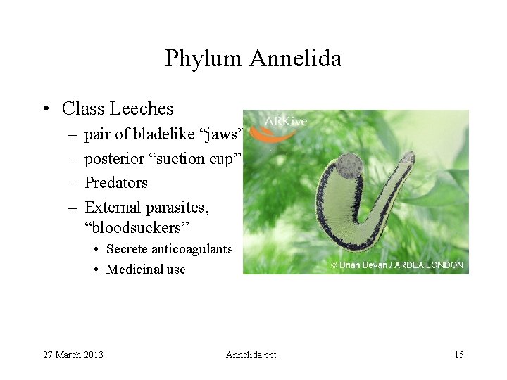 Phylum Annelida • Class Leeches – – pair of bladelike “jaws” posterior “suction cup”