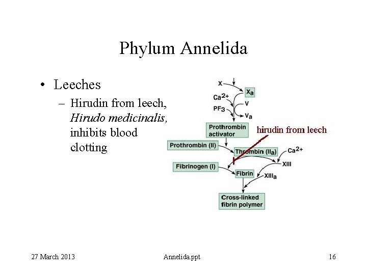 Phylum Annelida • Leeches – Hirudin from leech, Hirudo medicinalis, inhibits blood clotting 27