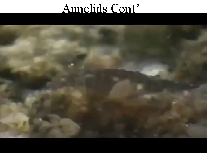 Annelids Cont’ 27 March 2013 Annelida. ppt 17 