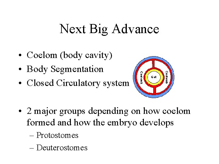 Next Big Advance • Coelom (body cavity) • Body Segmentation • Closed Circulatory system
