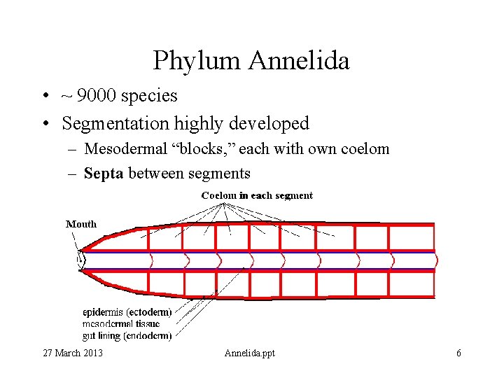 Phylum Annelida • ~ 9000 species • Segmentation highly developed – Mesodermal “blocks, ”