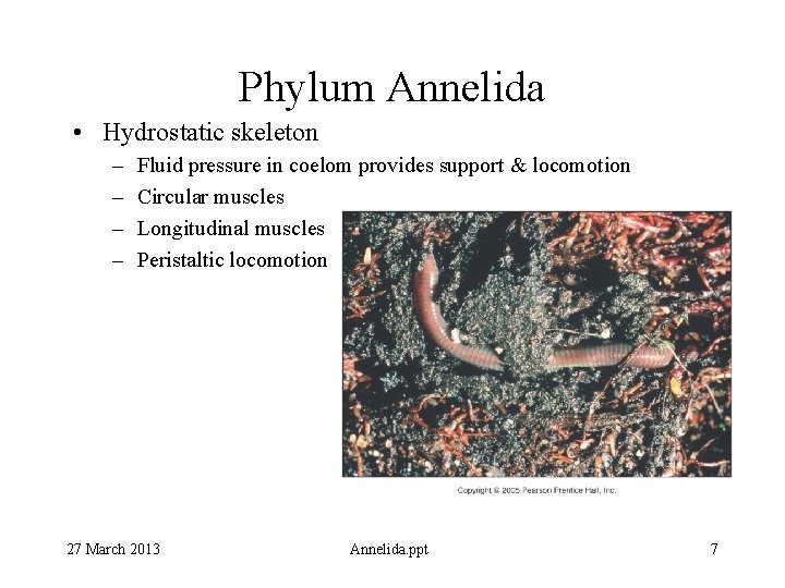 Phylum Annelida • Hydrostatic skeleton – – Fluid pressure in coelom provides support &