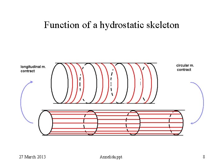 Function of a hydrostatic skeleton 27 March 2013 Annelida. ppt 8 