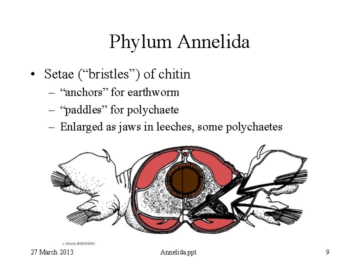 Phylum Annelida • Setae (“bristles”) of chitin – “anchors” for earthworm – “paddles” for