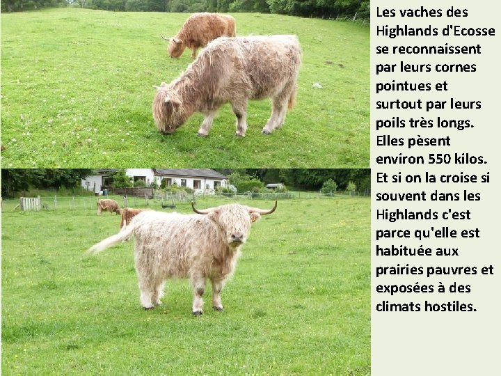 Les vaches des Highlands d'Ecosse se reconnaissent par leurs cornes pointues et surtout par