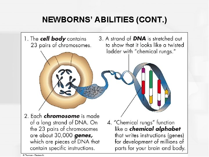 NEWBORNS’ ABILITIES (CONT. ) NEWBORNS’ ABILITIES (CONT. )