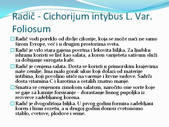 Radič - Cichorijum intybus L. Var. Foliosum �Radič vodi poreklo od divlje cikorije, koja