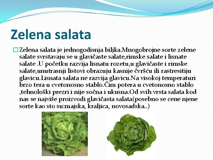Zelena salata �Zelena salata je jednogodisnja biljka. Mnogobrojne sorte zelene salate svrstavaju se u
