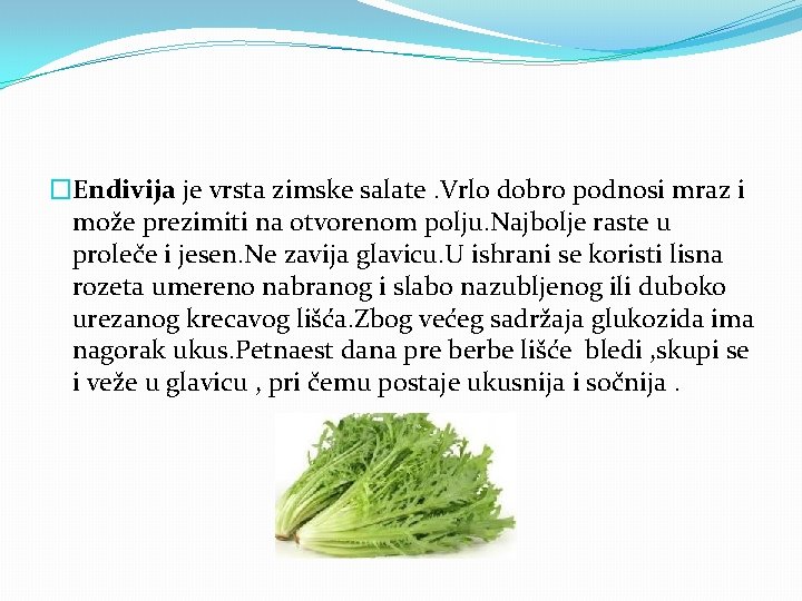 �Endivija je vrsta zimske salate. Vrlo dobro podnosi mraz i može prezimiti na otvorenom
