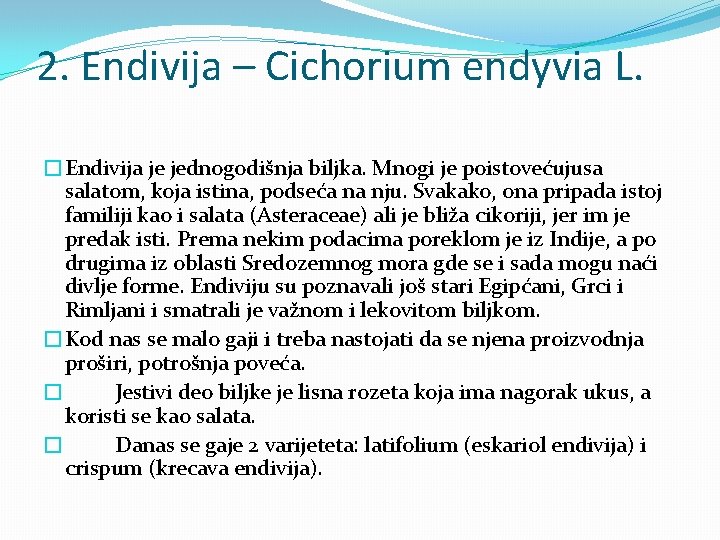 2. Endivija – Cichorium endyvia L. �Endivija je jednogodišnja biljka. Mnogi je poistovećujusa salatom,