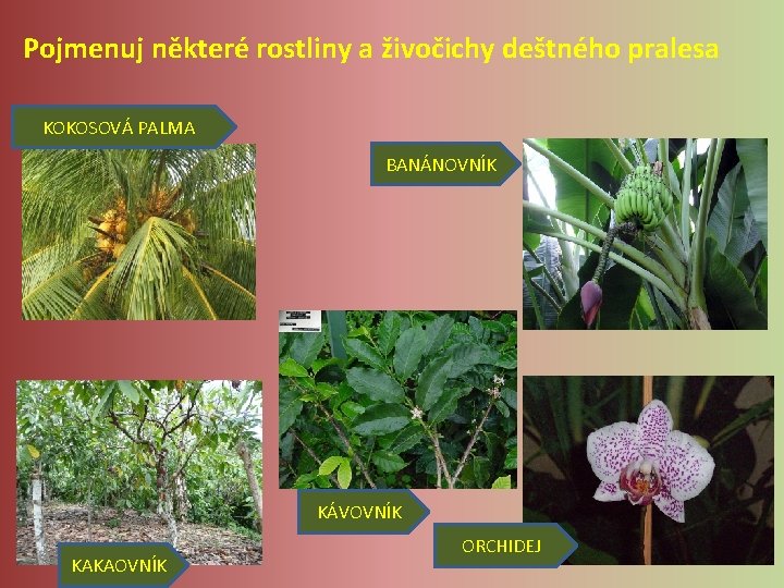 Pojmenuj některé rostliny a živočichy deštného pralesa KOKOSOVÁ PALMA BANÁNOVNÍK KÁVOVNÍK KAKAOVNÍK ORCHIDEJ Pojmenuj některé rostliny a živočichy deštného pralesa KOKOSOVÁ PALMA BANÁNOVNÍK KÁVOVNÍK KAKAOVNÍK ORCHIDEJ