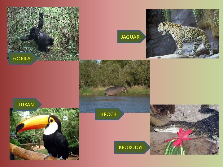 JAGUÁR GORILA TUKAN HROCH KROKODÝL JAGUÁR GORILA TUKAN HROCH KROKODÝL