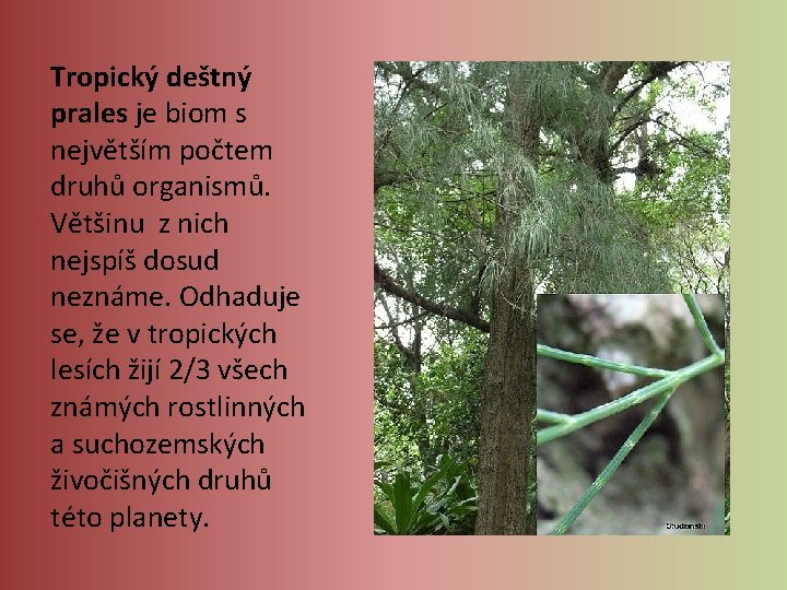 Tropický deštný prales je biom s největším počtem druhů organismů. Většinu z nich nejspíš Tropický deštný prales je biom s největším počtem druhů organismů. Většinu z nich nejspíš