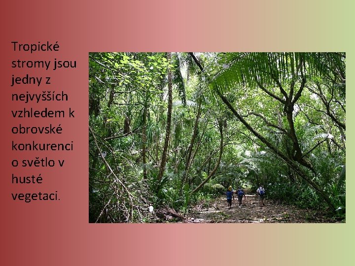 Tropické stromy jsou jedny z nejvyšších vzhledem k obrovské konkurenci o světlo v husté Tropické stromy jsou jedny z nejvyšších vzhledem k obrovské konkurenci o světlo v husté