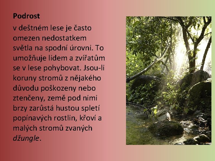 Podrost v deštném lese je často omezen nedostatkem světla na spodní úrovni. To umožňuje Podrost v deštném lese je často omezen nedostatkem světla na spodní úrovni. To umožňuje
