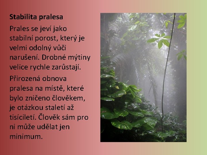 Stabilita pralesa Prales se jeví jako stabilní porost, který je velmi odolný vůči narušení. Stabilita pralesa Prales se jeví jako stabilní porost, který je velmi odolný vůči narušení.