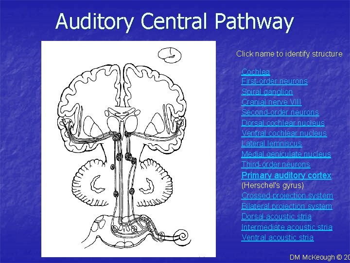 Auditory Central Pathway Click name to identify structure Cochlea First-order neurons Spiral ganglion Cranial