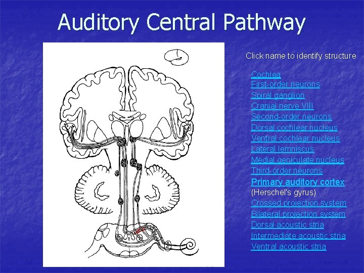 Auditory Central Pathway Click name to identify structure Cochlea First-order neurons Spiral ganglion Cranial