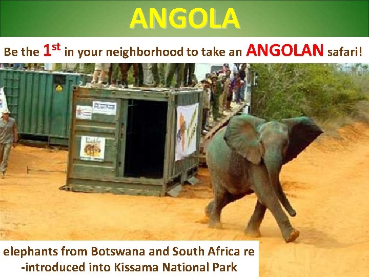 ANGOLA Be the 1 st in your neighborhood to take an ANGOLAN safari! elephants