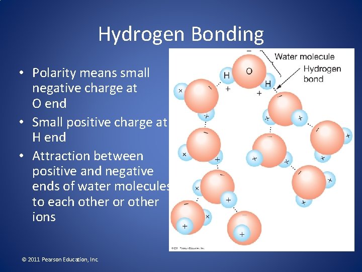 Hydrogen Bonding • Polarity means small negative charge at O end • Small positive