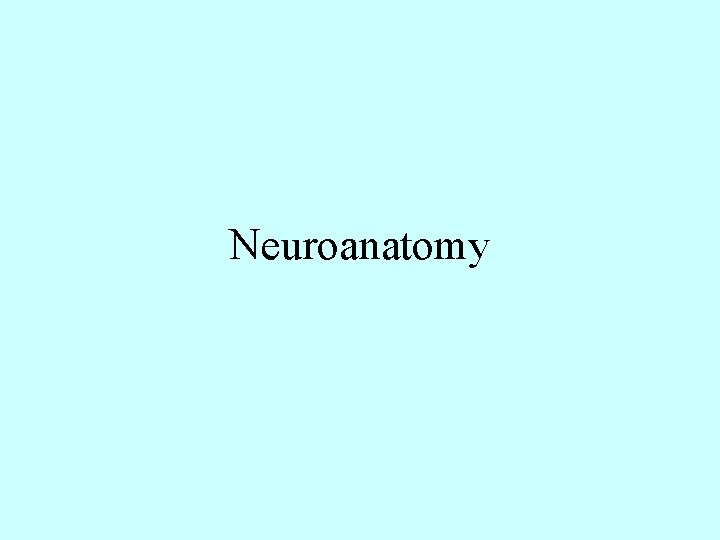 Neuroanatomy 