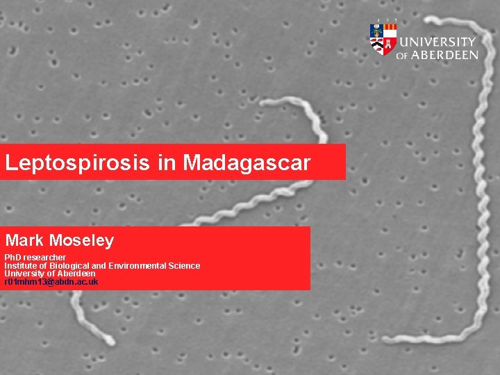 Leptospirosis in Madagascar Mark Moseley Ph. D researcher Institute of Biological and Environmental Science