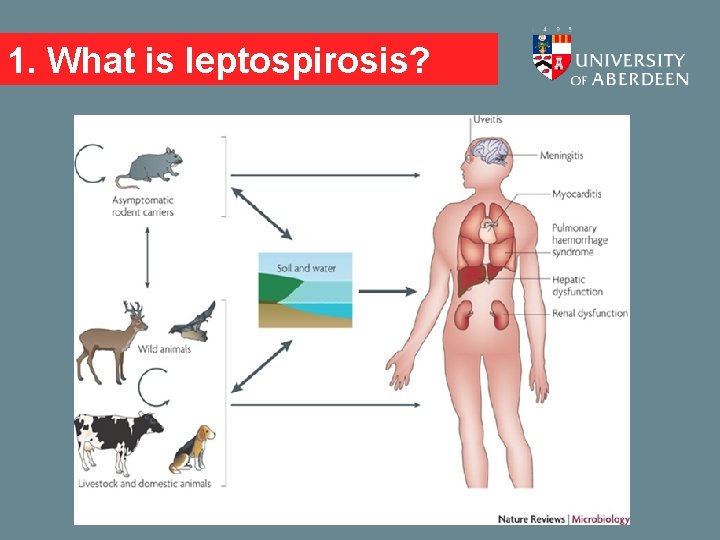 1. What is leptospirosis? 