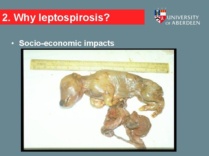 2. Why leptospirosis? • Socio-economic impacts 