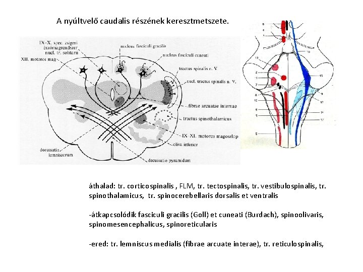 A nyúltvelő caudalis részének keresztmetszete. áthalad: tr. corticospinalis , FLM, tr. tectospinalis, tr. vestibulospinalis,