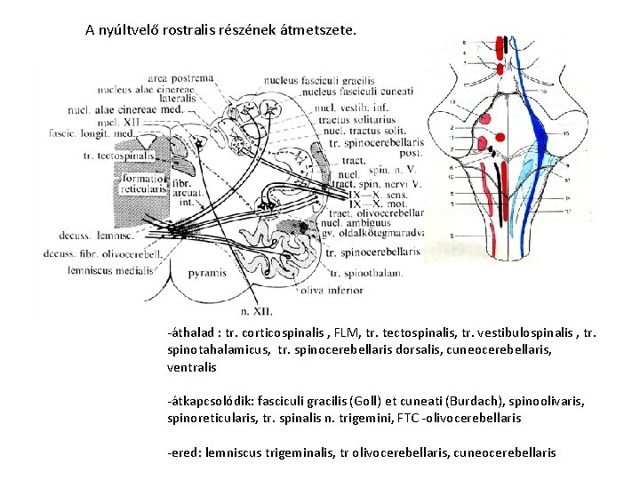 A nyúltvelő rostralis részének átmetszete. -áthalad : tr. corticospinalis , FLM, tr. tectospinalis, tr.